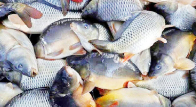 এফএওর প্রতিবেদন : বিশ্বে মাছ চাষে তৃতীয় বাংলাদেশ